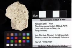 Foto (Objket + Etiketten) von Discutiolira moesica (Muţiu & Bădăluţă, 1971) 